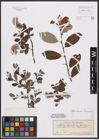 Foto von Salix aurita L. x Salix repens L.